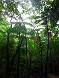 ヒカゲヘゴ高木