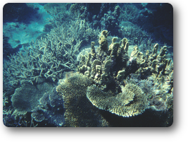いろんな珊瑚の種類に飽きることはありません