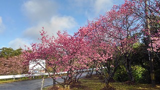 ひかん桜