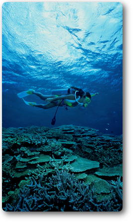 海族塾の体験ダイビングは練習後にサンゴの海も可能